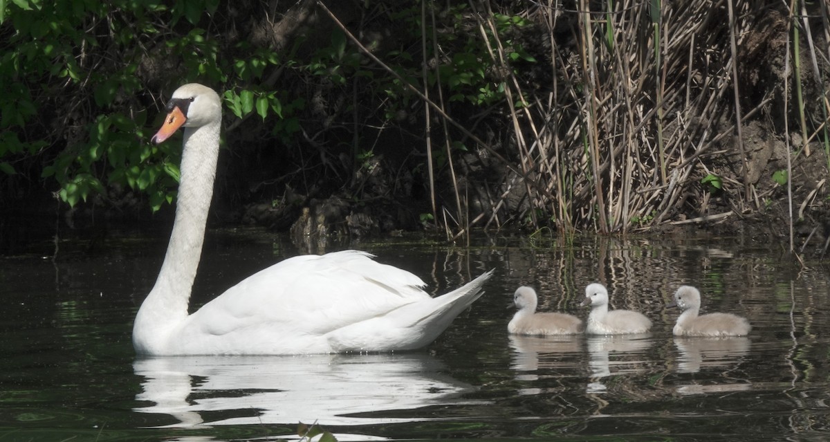 Cygne tuberculé - ML617735917