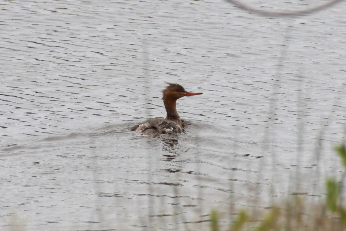 Red-breasted Merganser - ML617735921