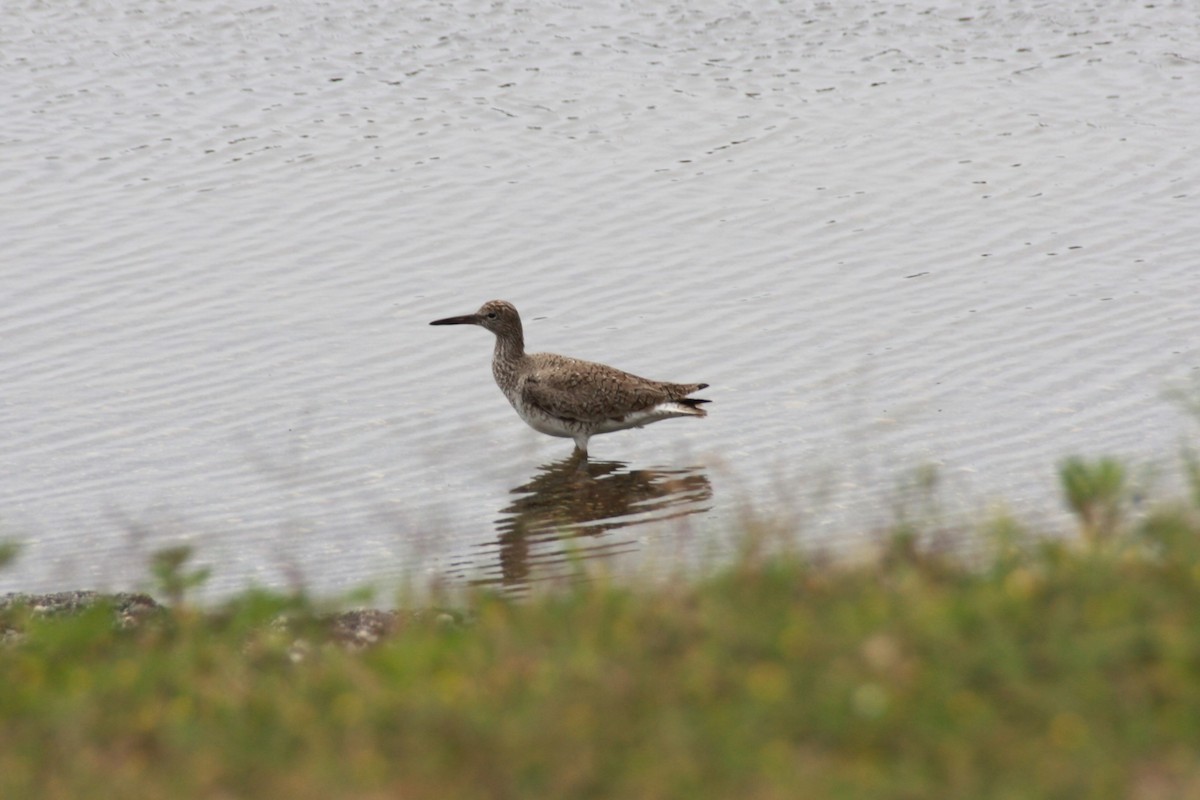 Willet - Maggie Paxson