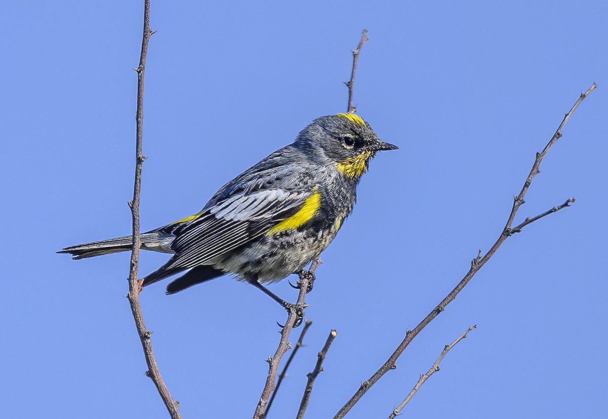 Yellow-rumped Warbler (Audubon's) - ML617735984