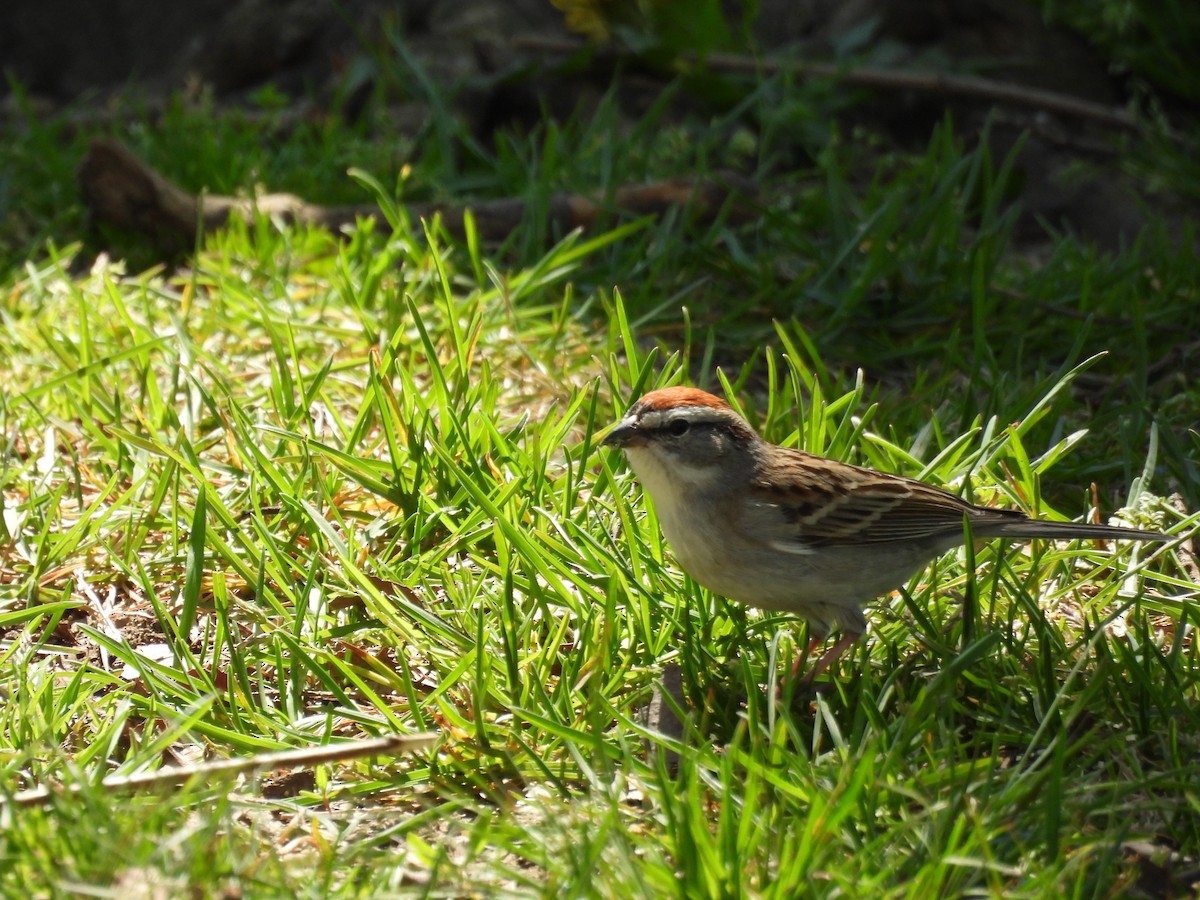 Chipping Sparrow - ML617736026