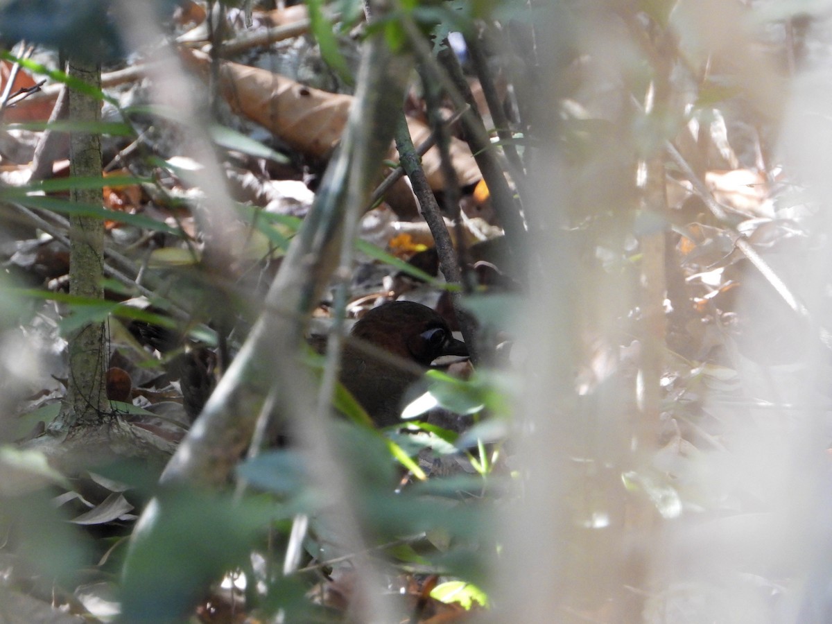 Mayan Antthrush - ML617736035