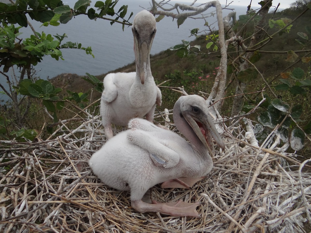 Brown Pelican - ML617736050