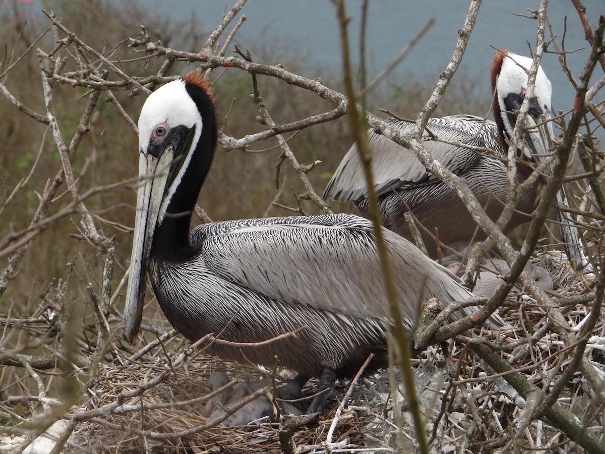 Brown Pelican - ML617736054