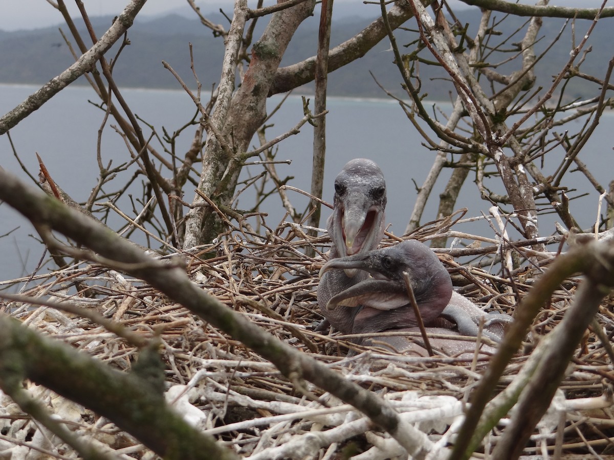 Brown Pelican - ML617736055