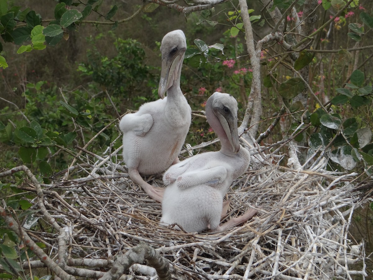 Brown Pelican - ML617736056