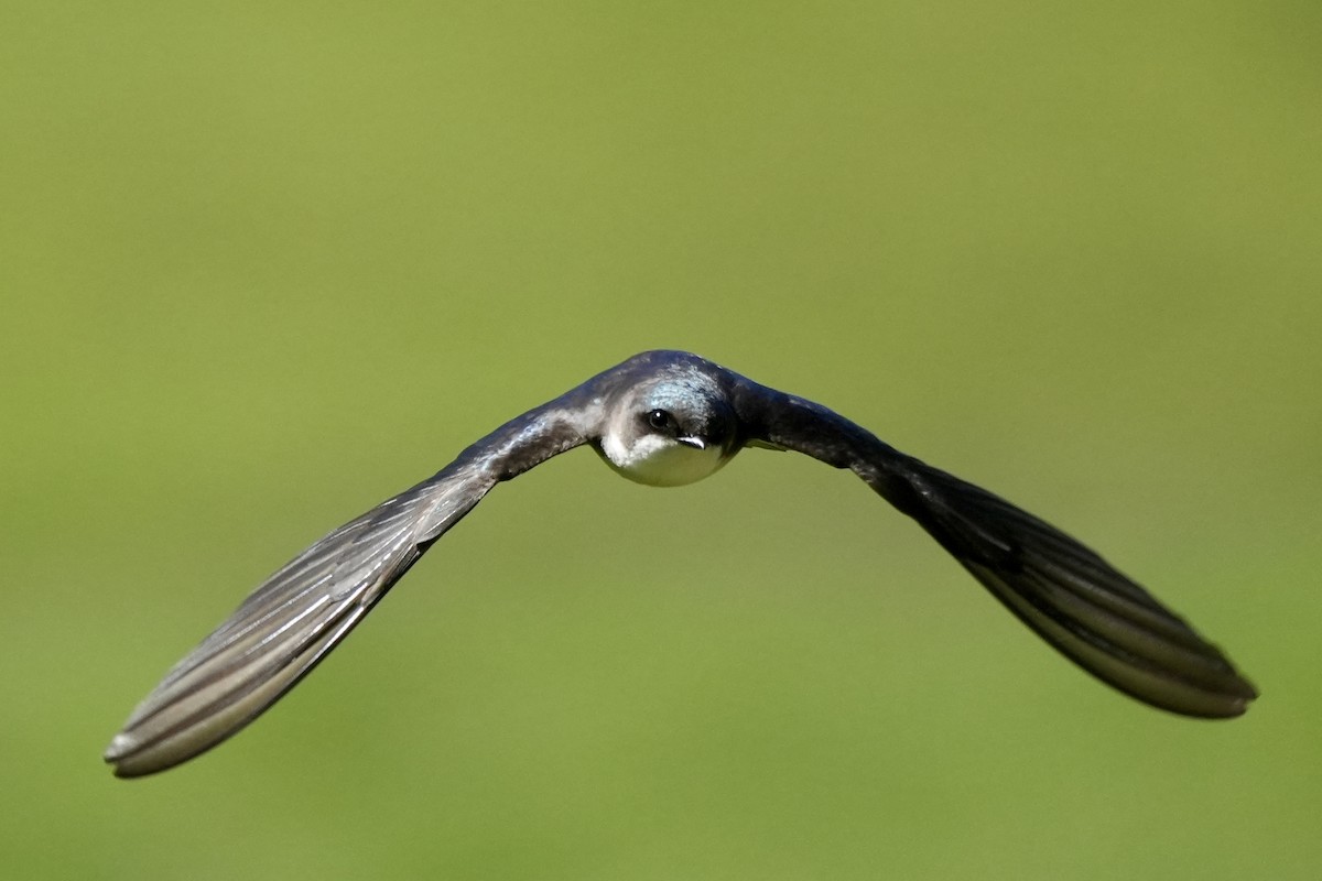 Golondrina Bicolor - ML617736058