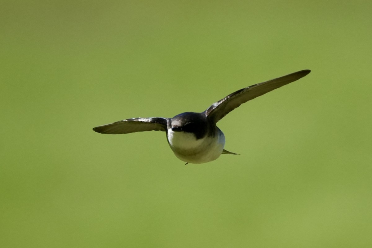 Golondrina Bicolor - ML617736064