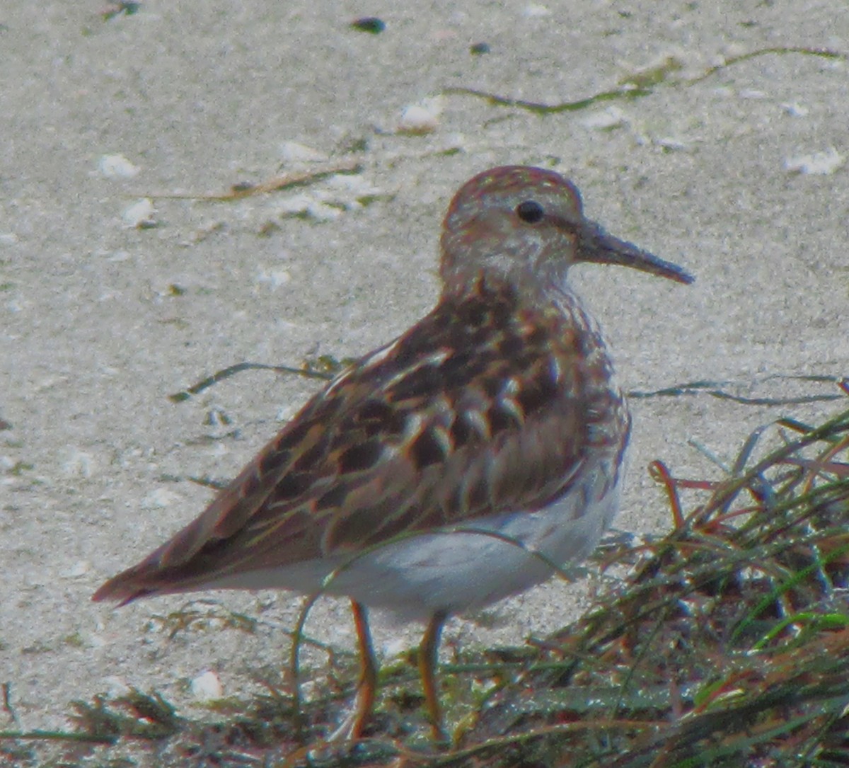 Least Sandpiper - Sandy Winkler