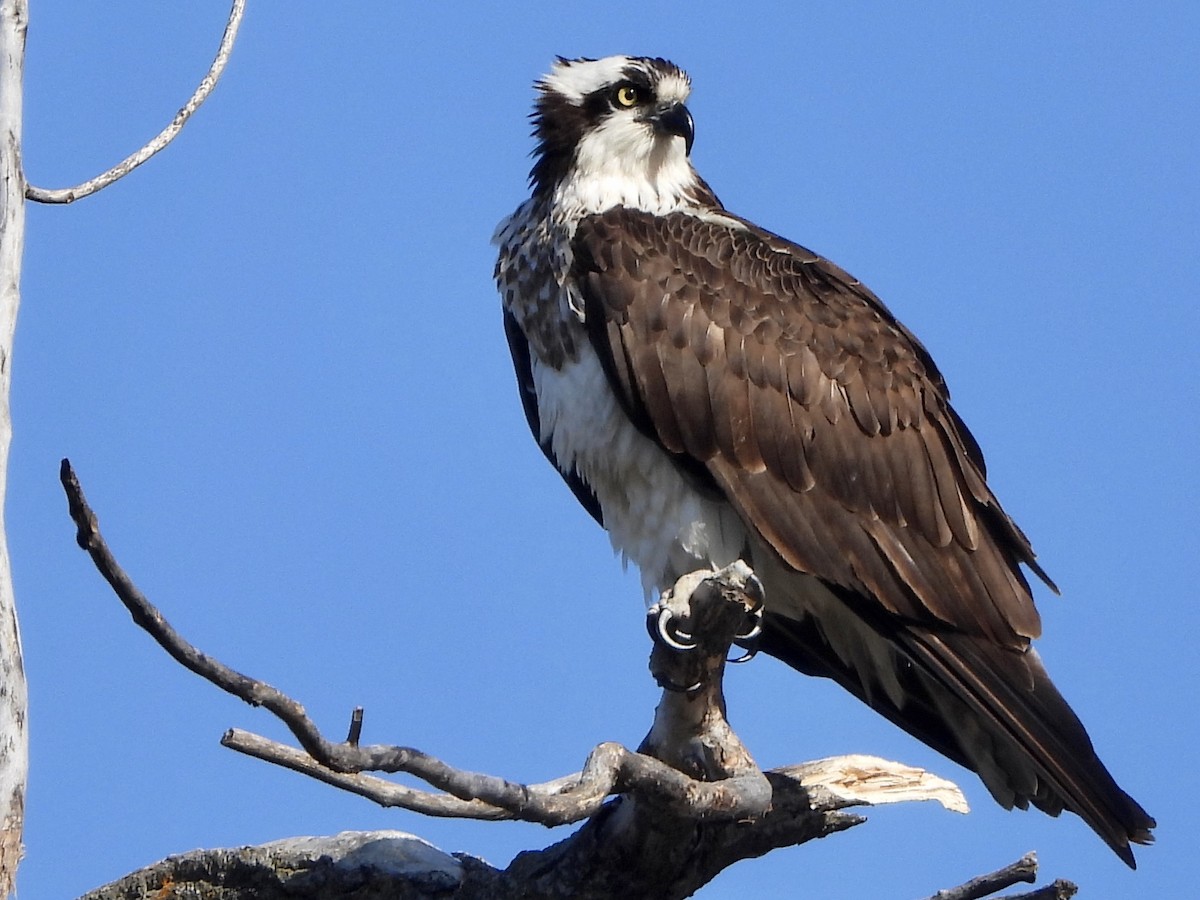 Balbuzard pêcheur - ML617736077