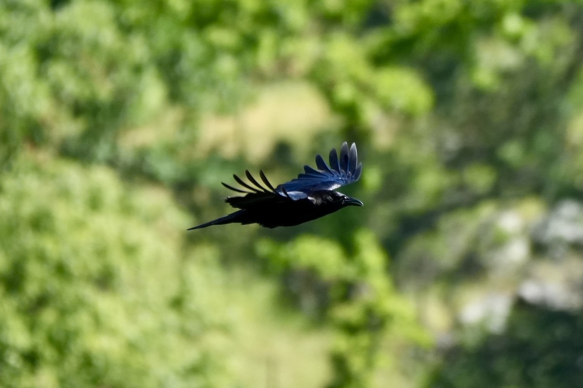 Common Raven - ML617736095