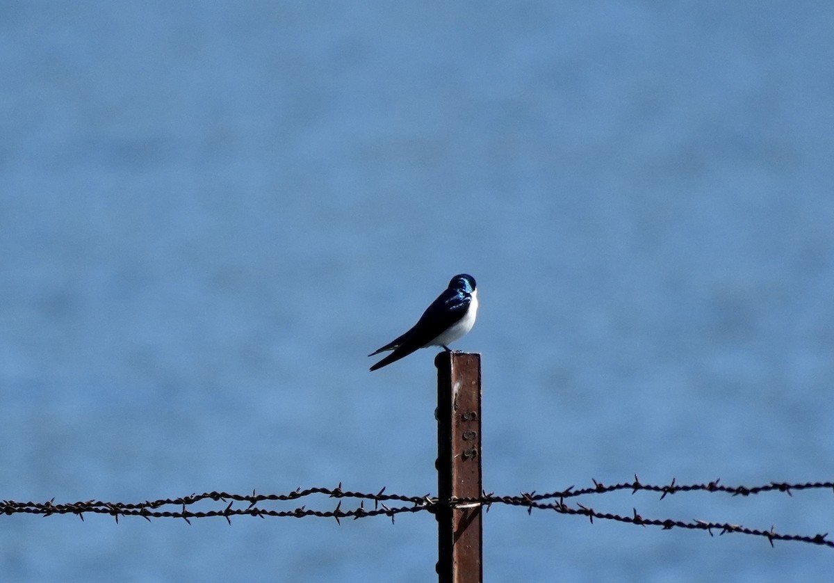 Golondrina Bicolor - ML617736100