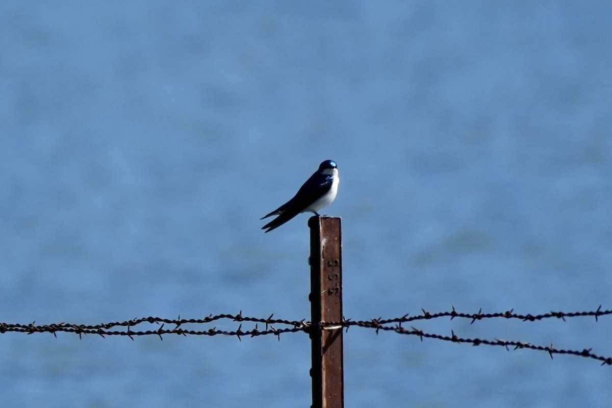 Golondrina Bicolor - ML617736101