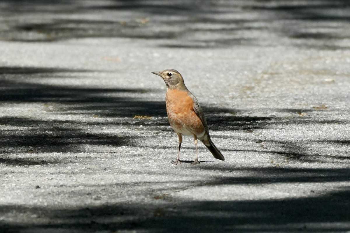 American Robin - ML617736127