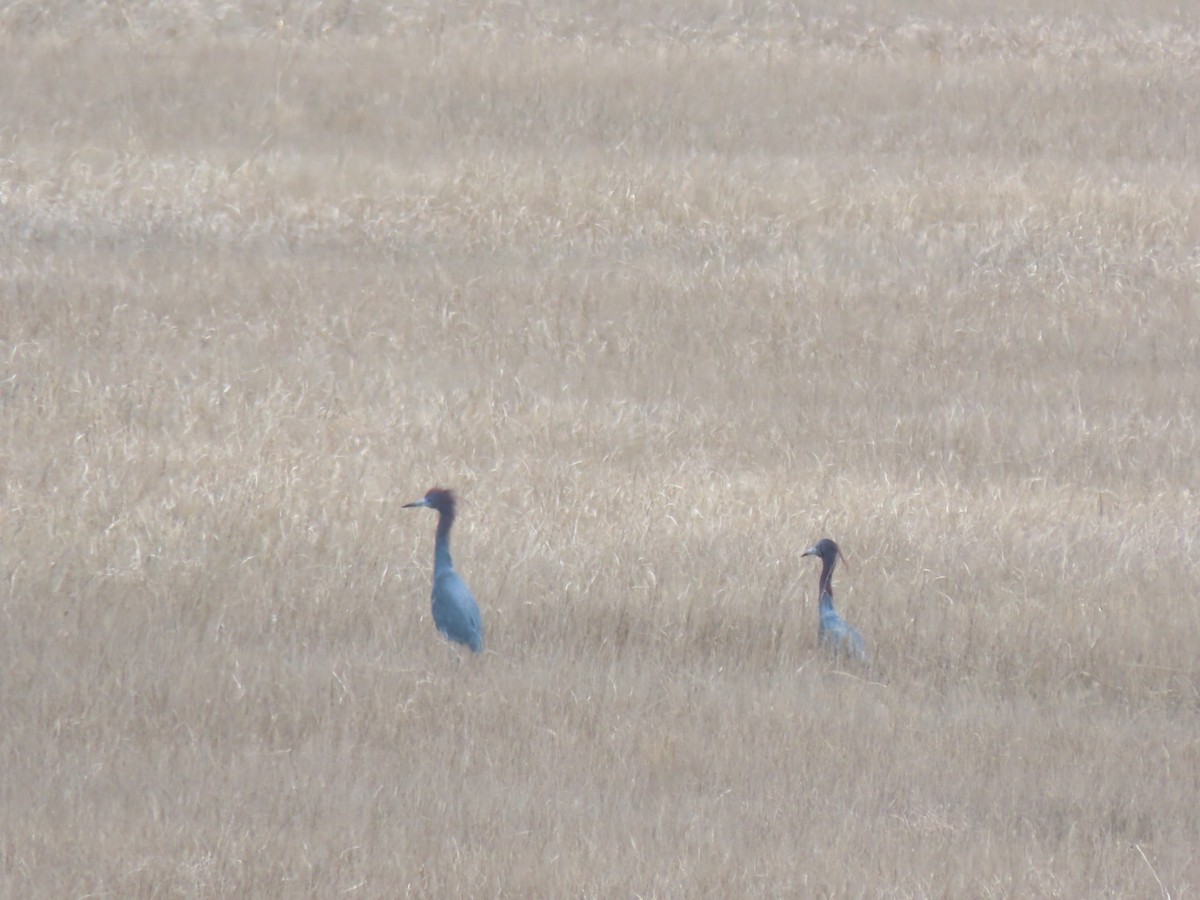 Little Blue Heron - ML617736147