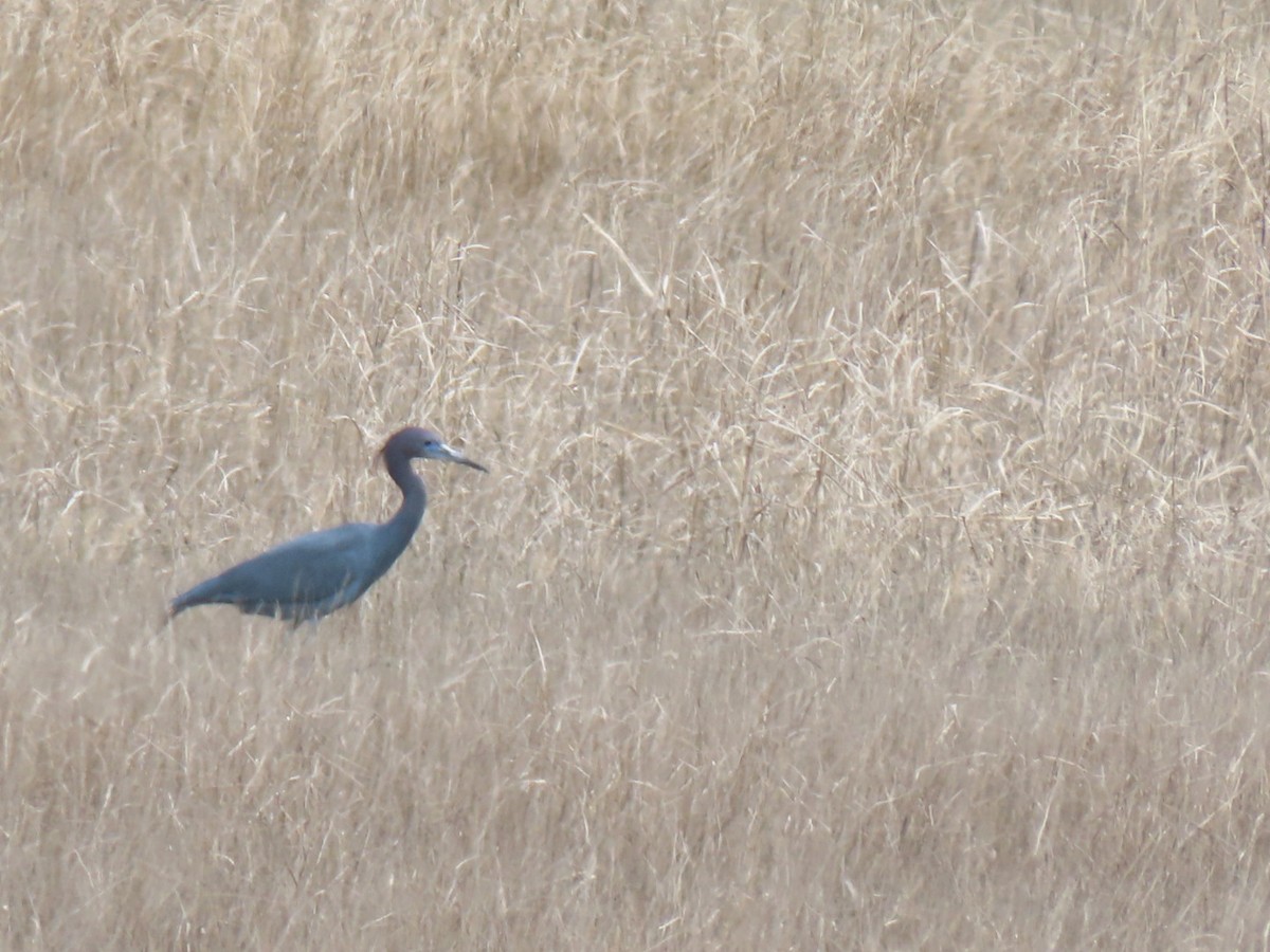 Little Blue Heron - ML617736148