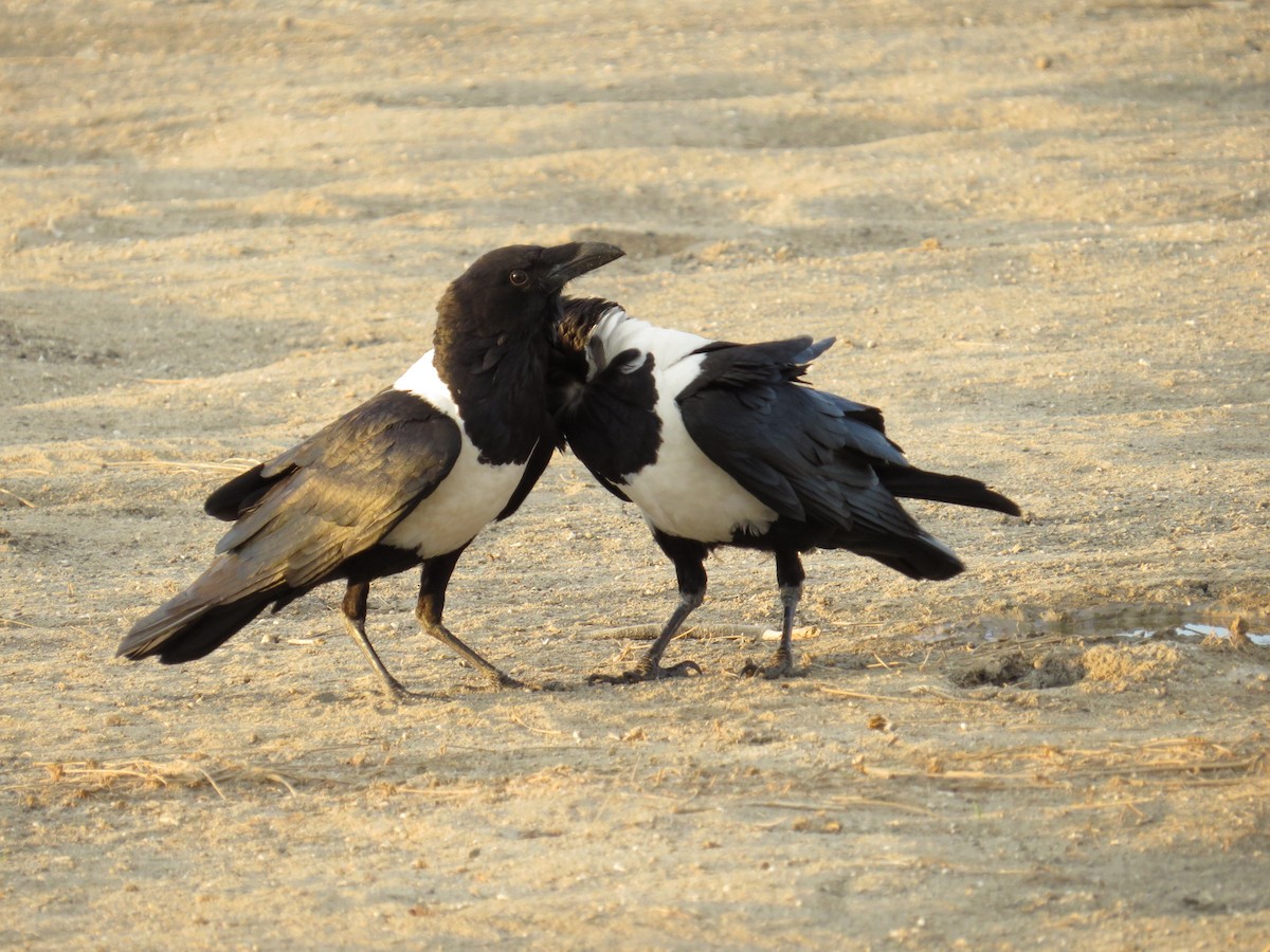 Pied Crow - ML617736152