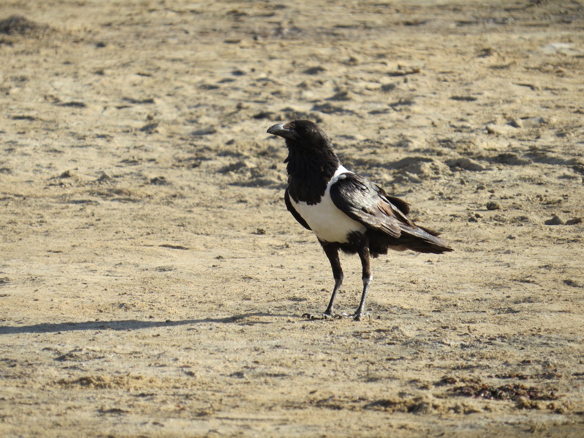 Pied Crow - ML617736153