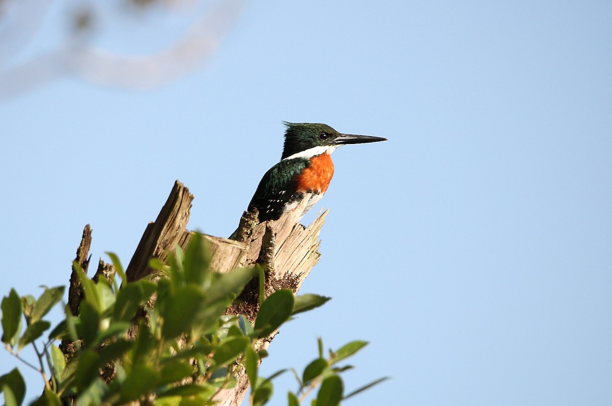 Green Kingfisher - Paulo Fagundes