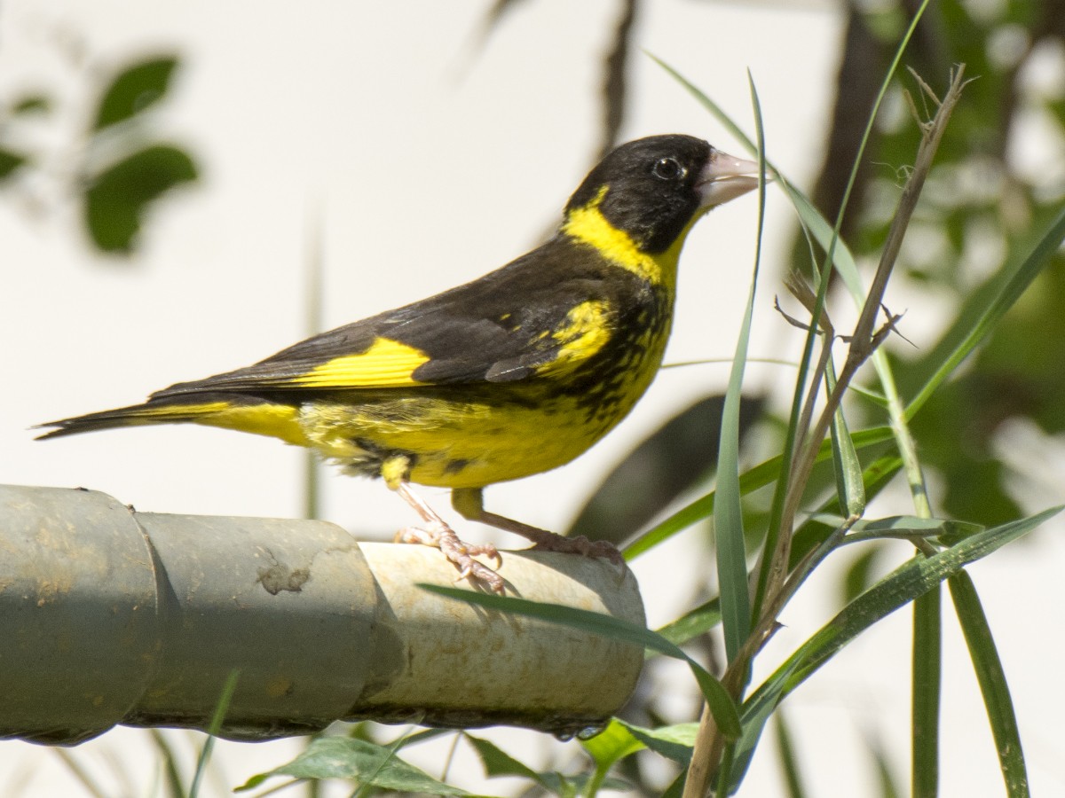 Vietnamese Greenfinch - Volkov Sergey