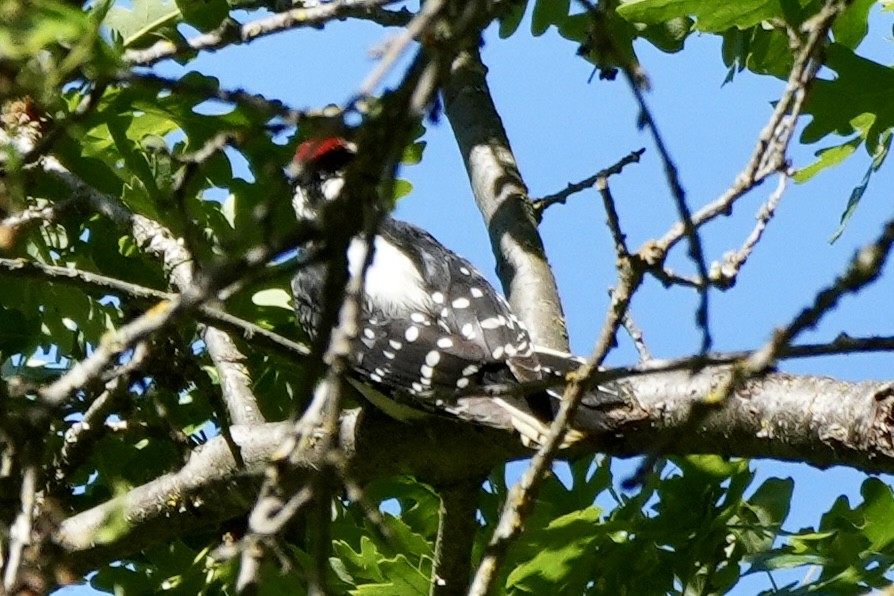 Downy/Hairy Woodpecker - ML617736173