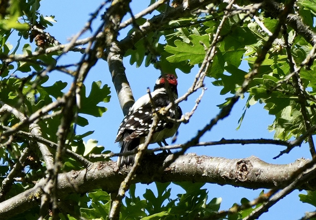 Downy/Hairy Woodpecker - ML617736174