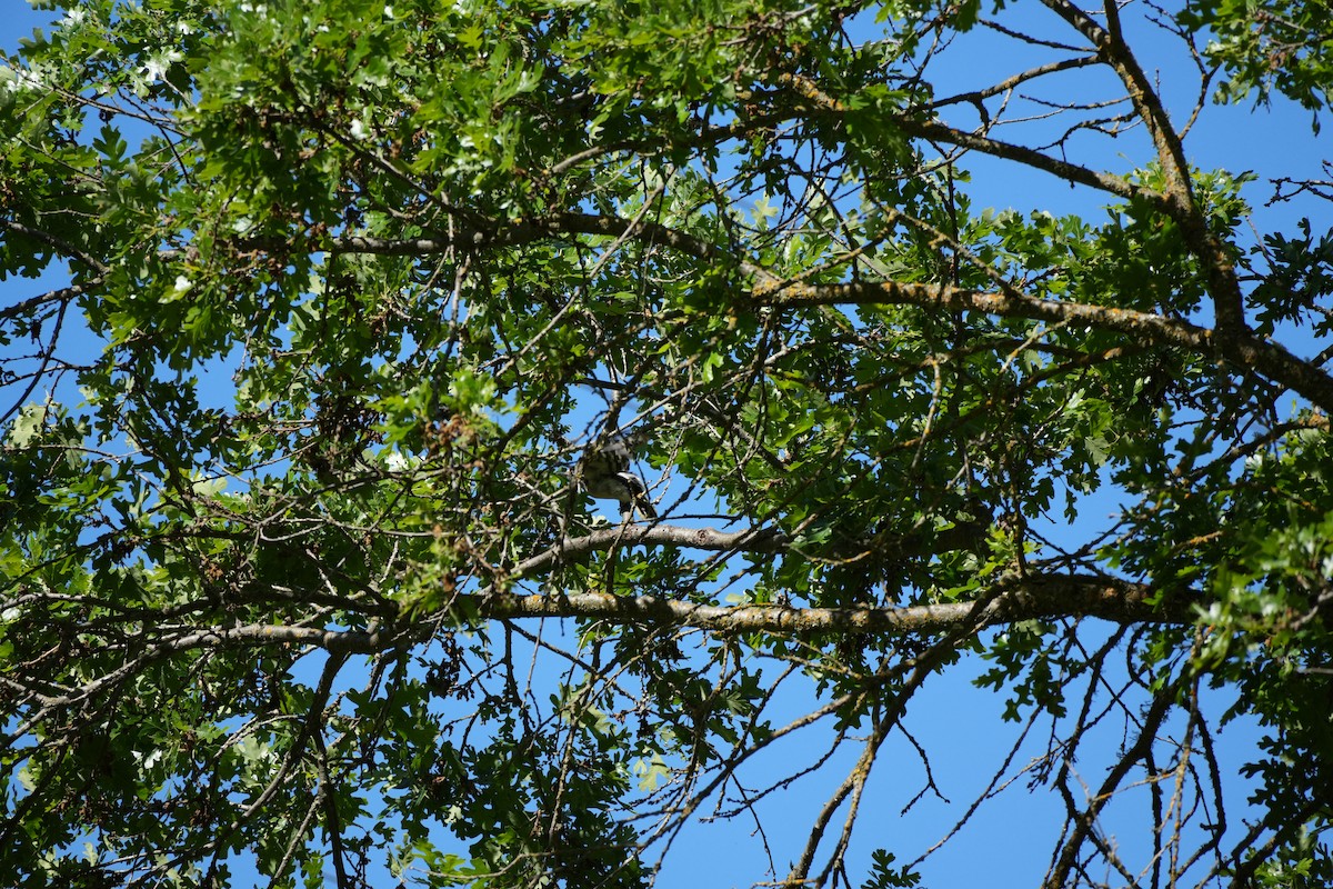 Downy/Hairy Woodpecker - ML617736178