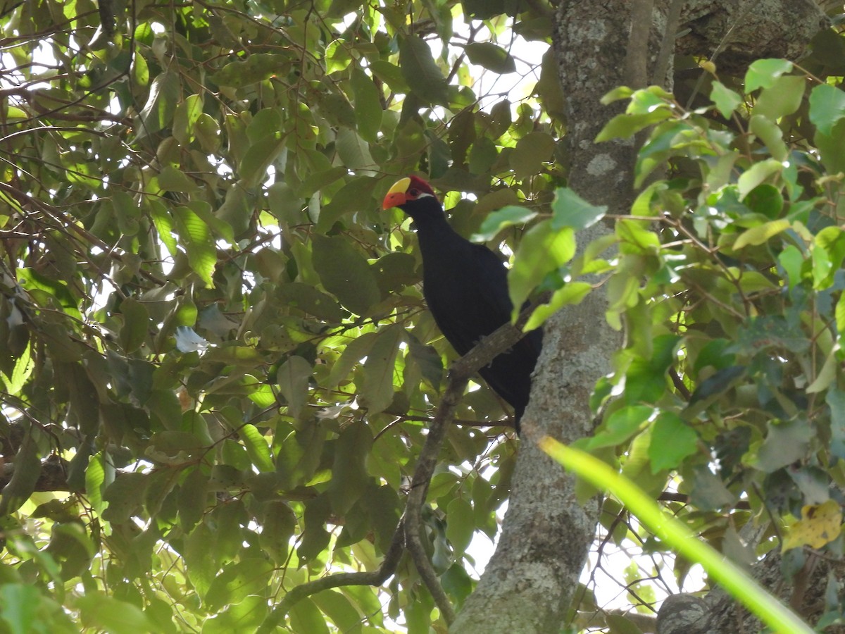 Violet Turaco - Toby Phelps