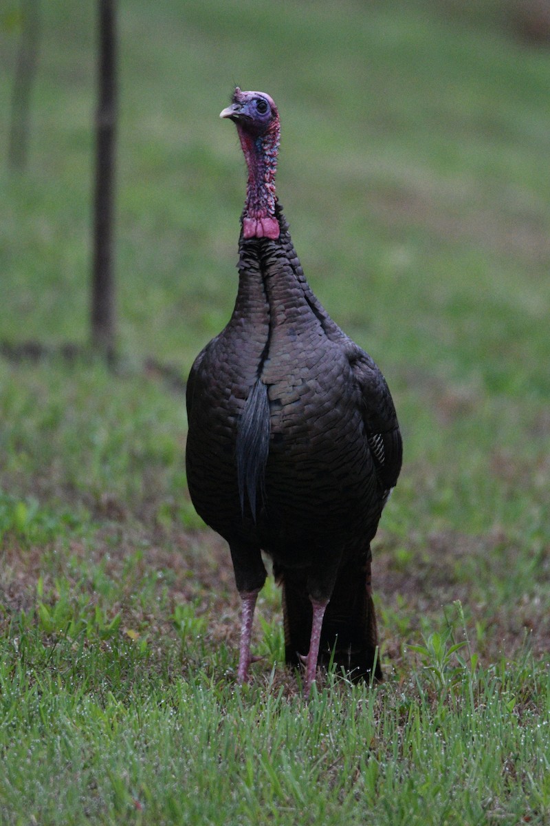 Wild Turkey - ML617736222