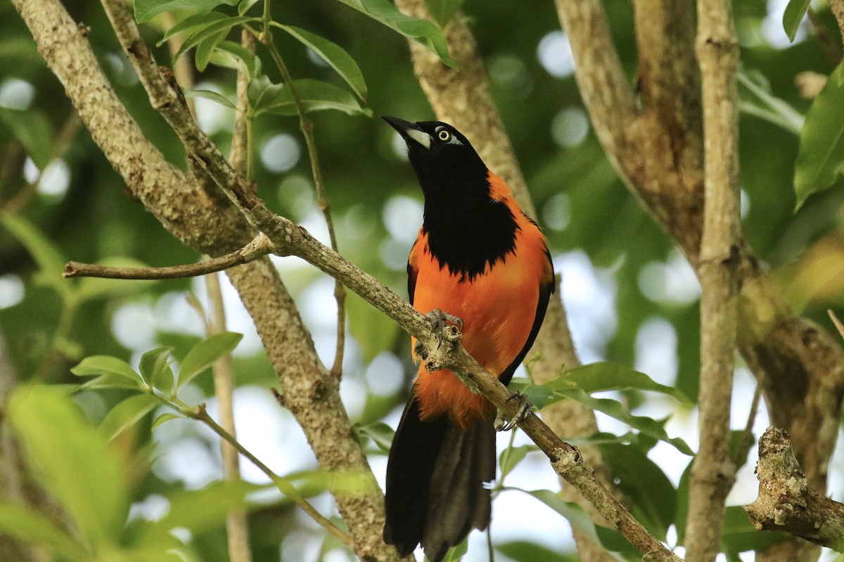 Venezuelan Troupial - Russ Morgan