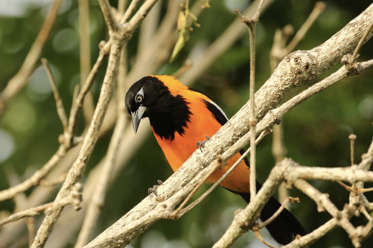 Venezuelan Troupial - Russ Morgan