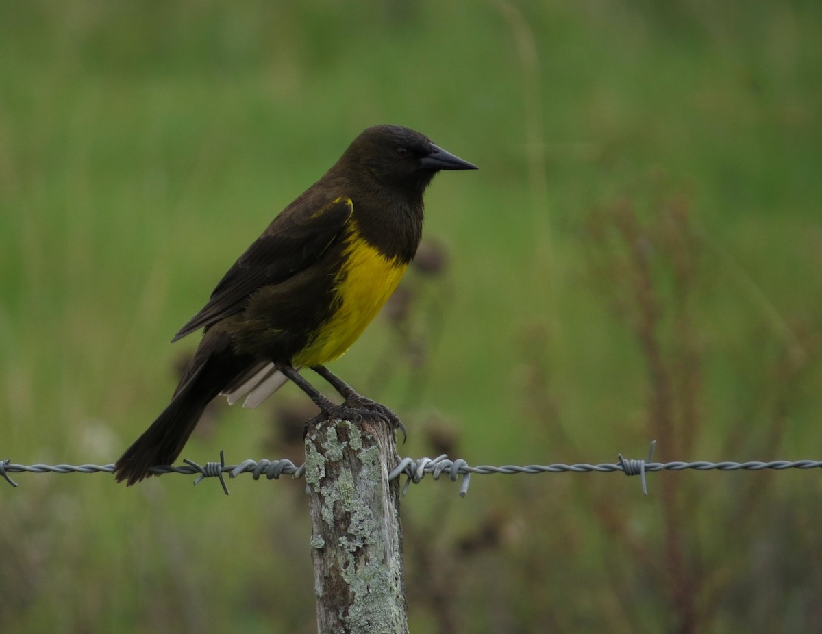 Brown-and-yellow Marshbird - ML617736244