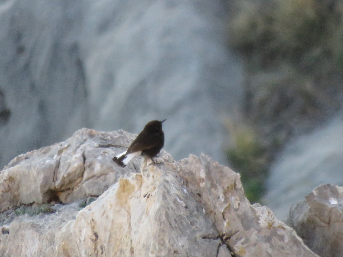 Black Wheatear - Pablo Santonja