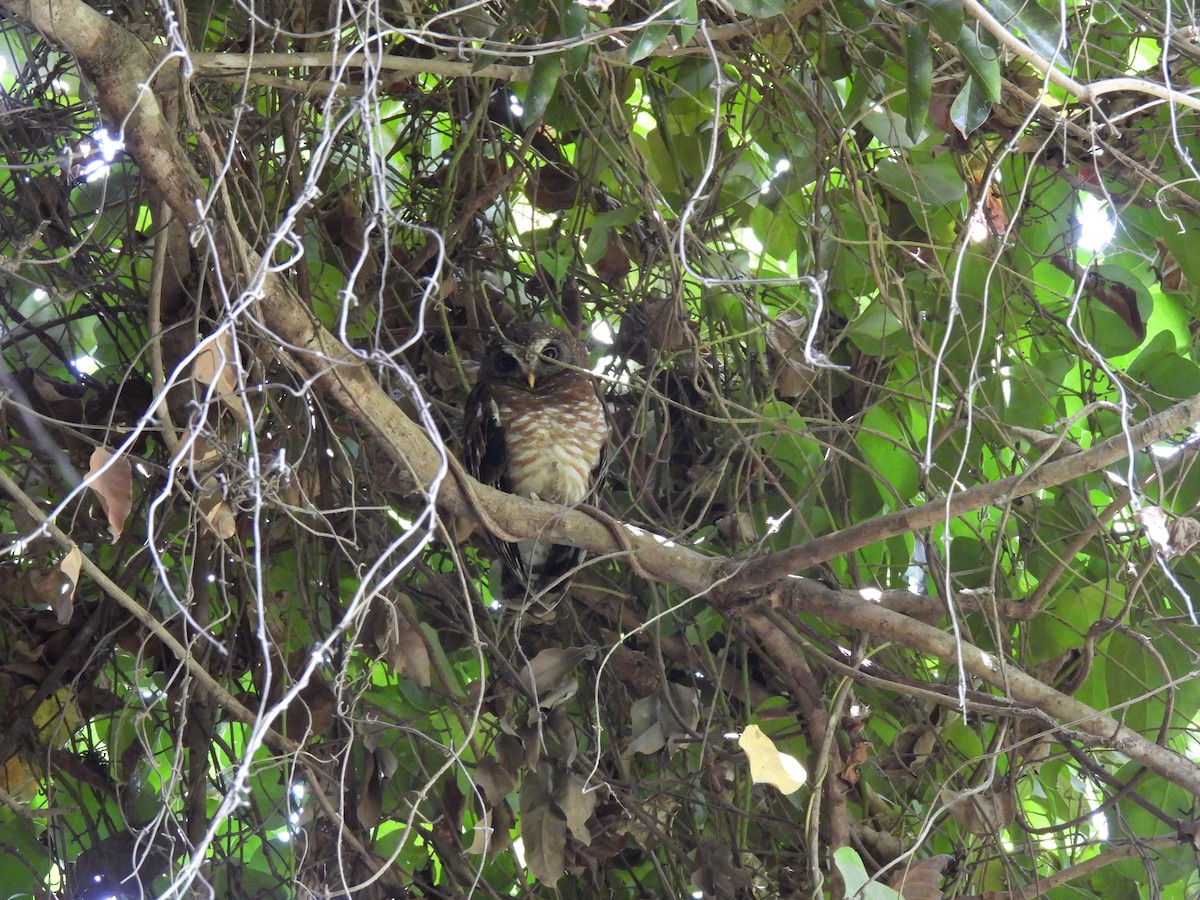 African Wood-Owl - ML617736254