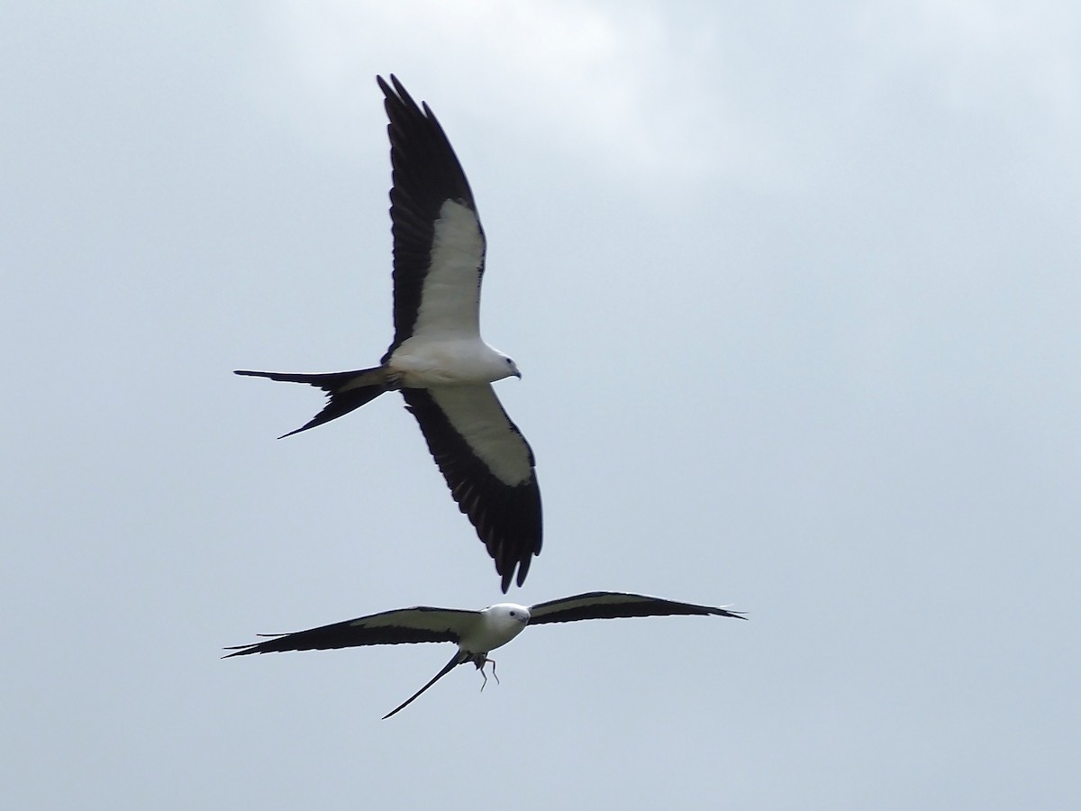 Swallow-tailed Kite - ML617736262