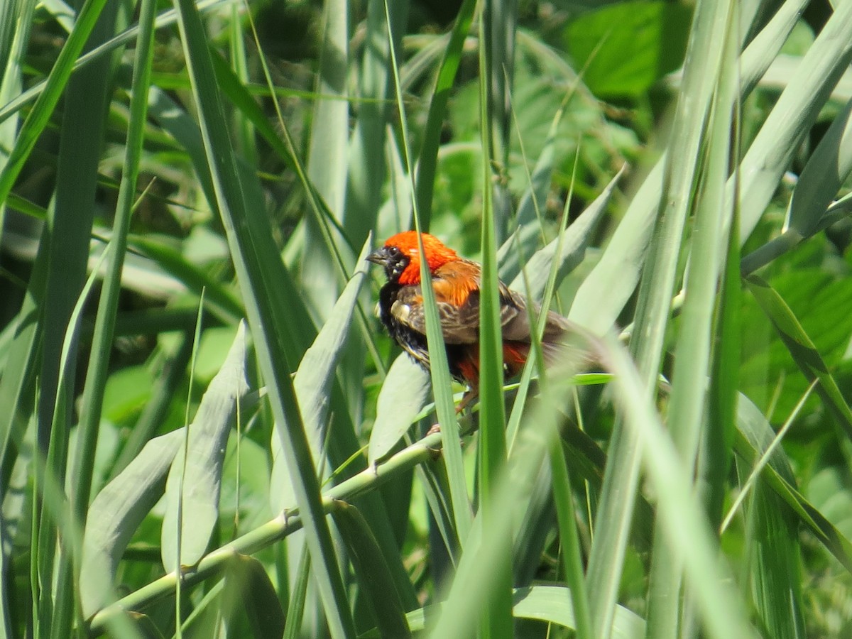 Zanzibar Red Bishop - ML617736289