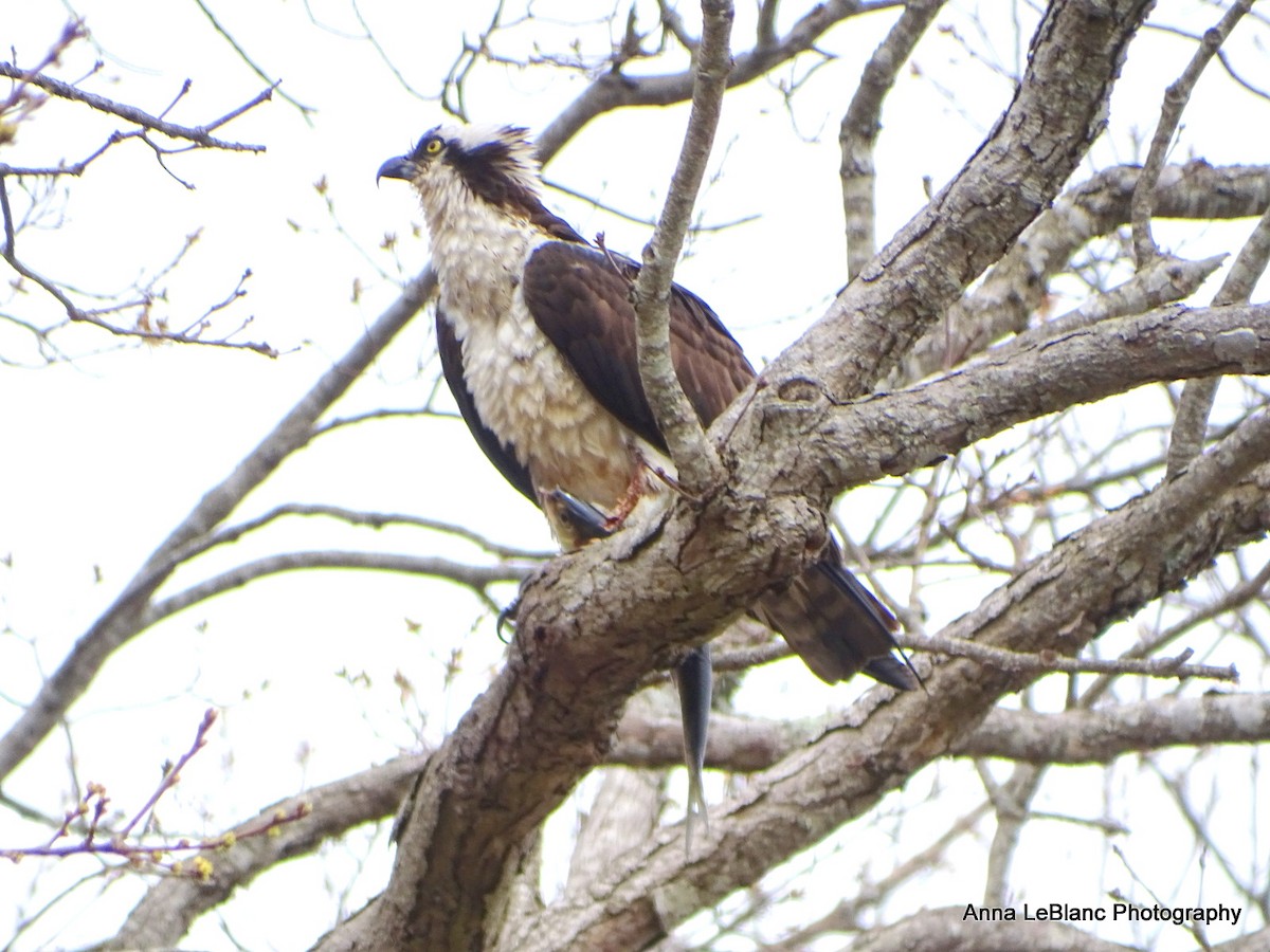 Скопа західна (підвид carolinensis) - ML617736292