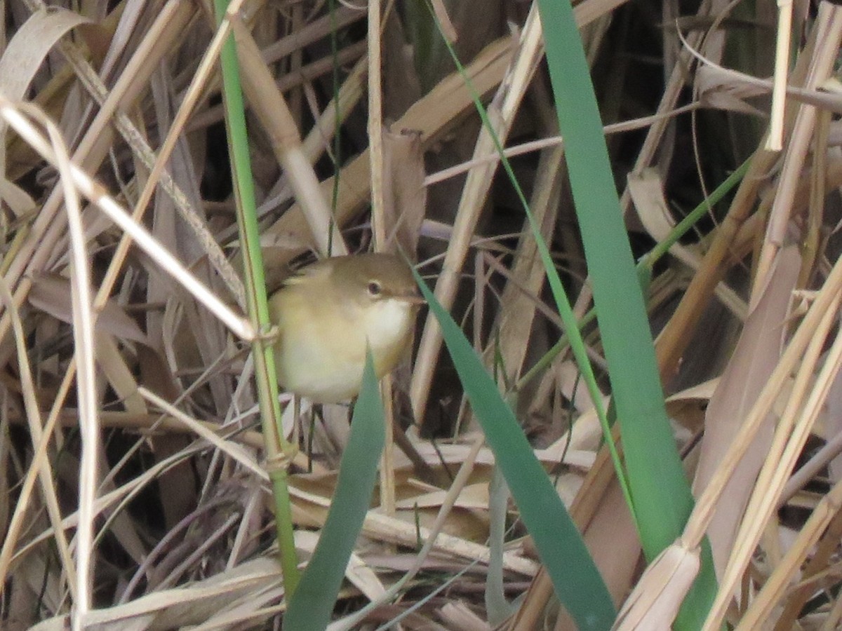 Common Reed Warbler - Pablo Santonja