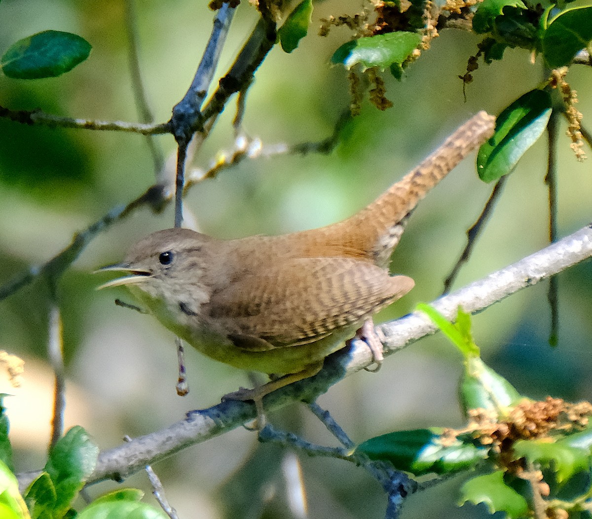 Chochín Criollo - ML617736317