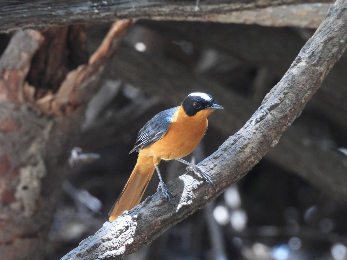 Snowy-crowned Robin-Chat - ML617736318