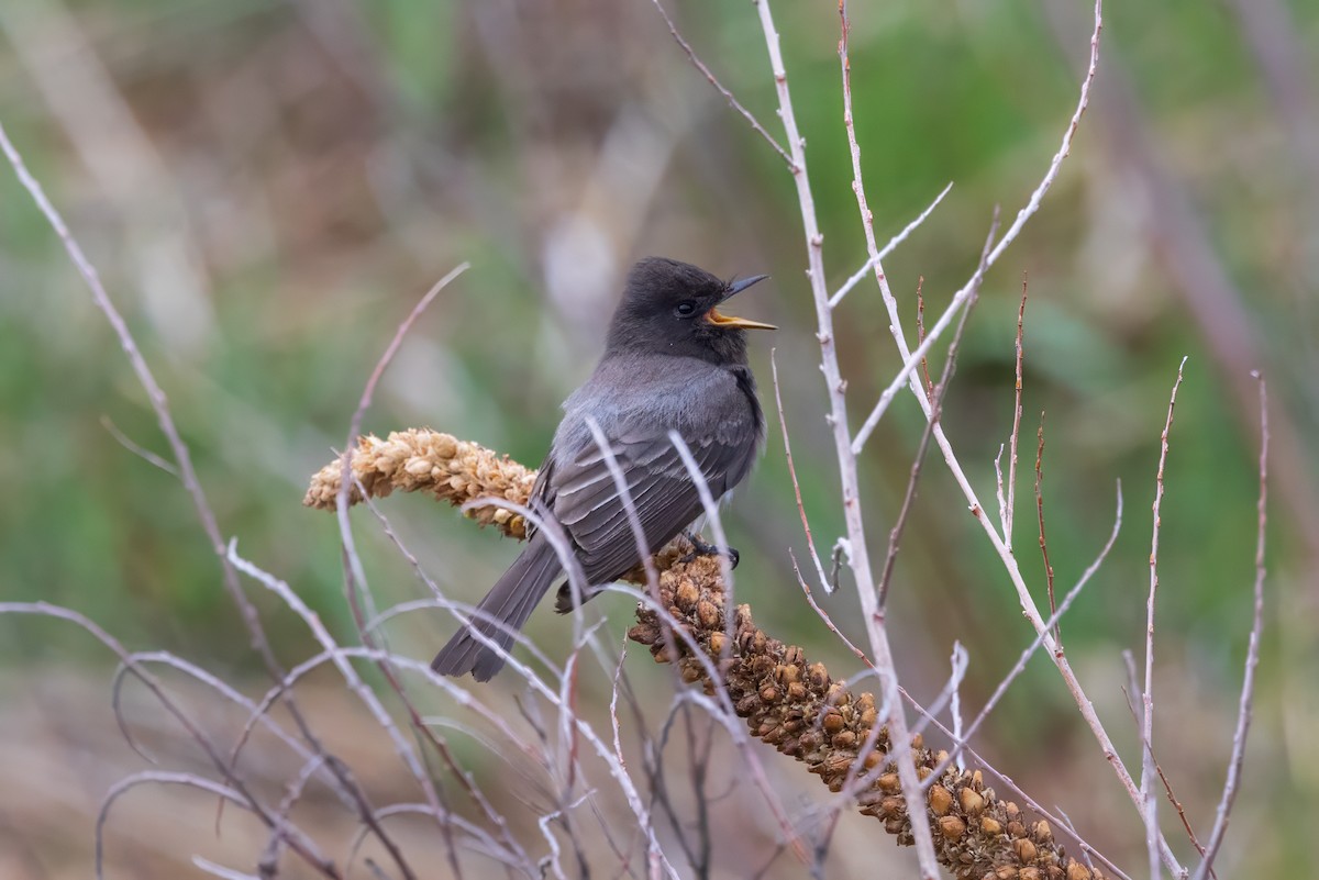 Black Phoebe - ML617736327