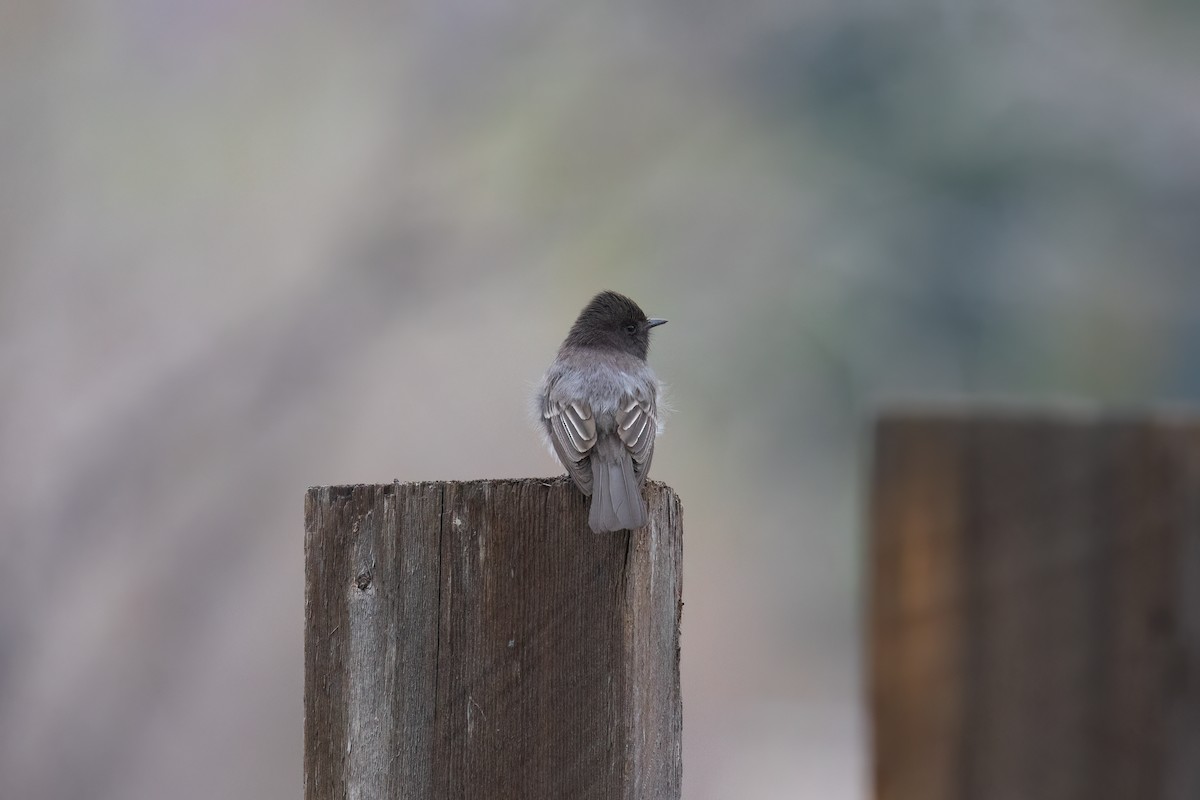 Black Phoebe - ML617736328