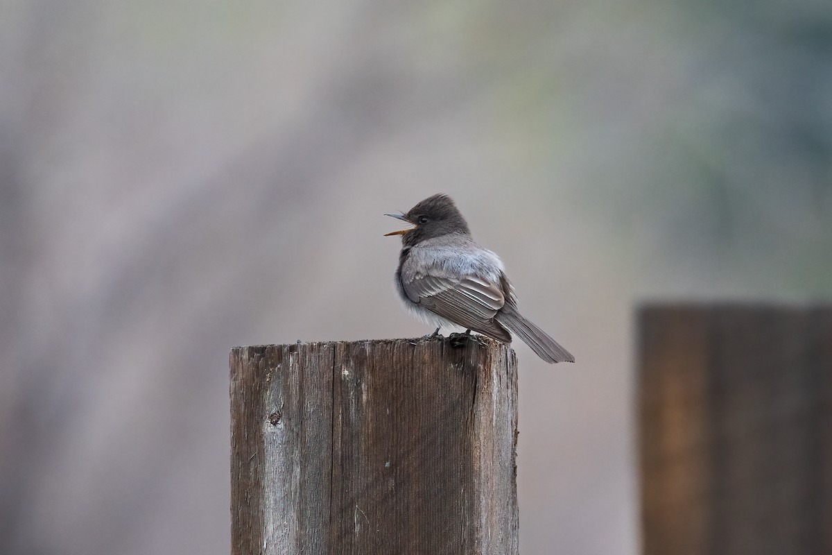 Black Phoebe - ML617736329