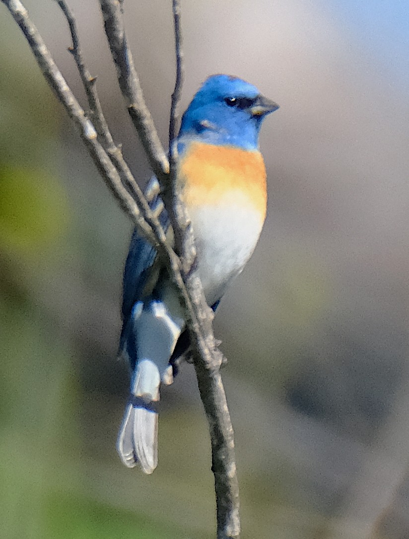 Lazuli Bunting - ML617736356