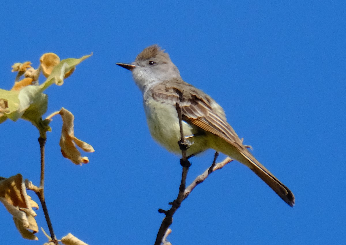 Ash-throated Flycatcher - ML617736379