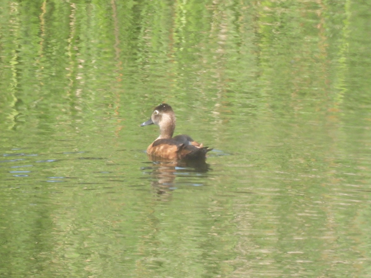 Ring-necked Duck - ML617736380