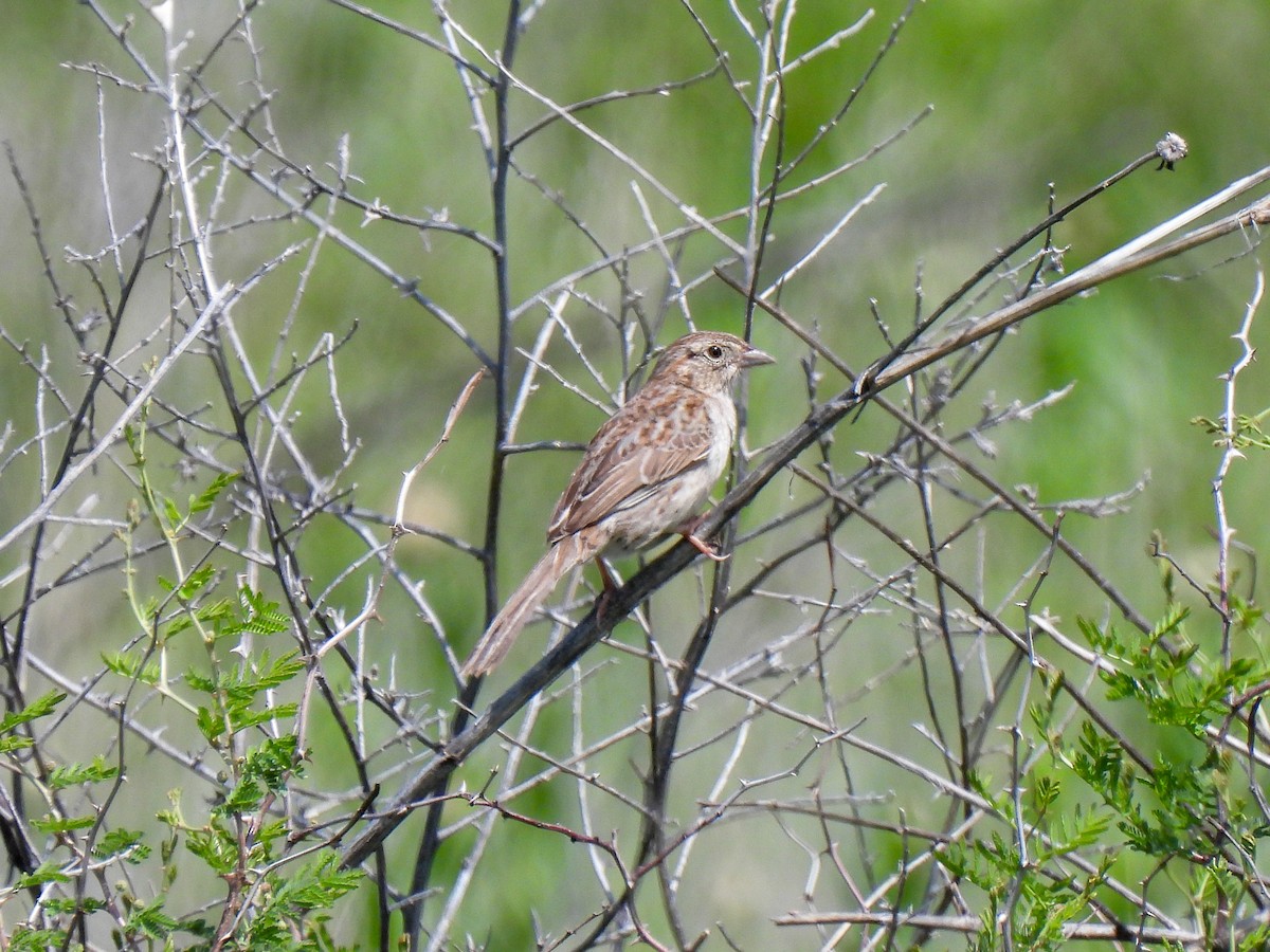 Cassin's Sparrow - ML617736384