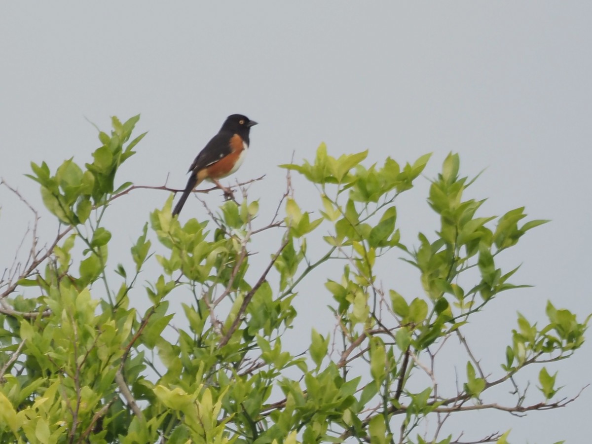 Eastern Towhee - ML617736395