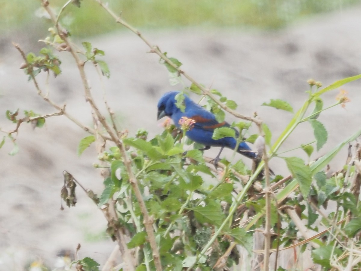 Blue Grosbeak - ML617736406