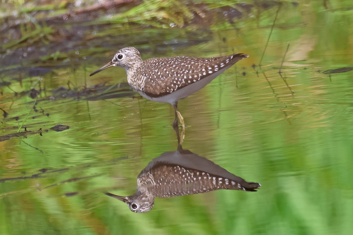 Solitary Sandpiper - ML617736416